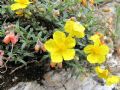 Helianthemum nummularium
